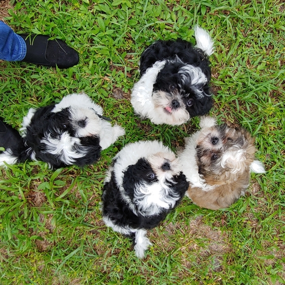 Meet your Posher, Karla - Picture 5 of 5